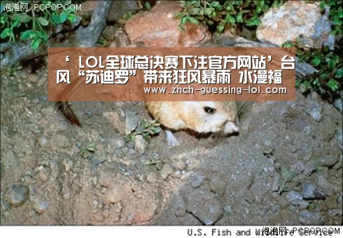 ‘ LOL全球总决赛下注官方网站’台风“苏迪罗”带来狂风暴雨 水漫福建东侨警务部门(图1) LOL全球总决赛下注官方网站