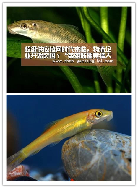 英雄联盟竞猜大厅 